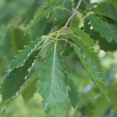 Willow Oak (Quercus Phellos) — reference photo