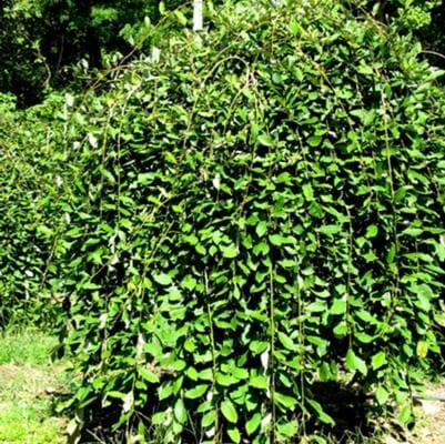 Weeping Willow (Salix Babylonica) — reference photo