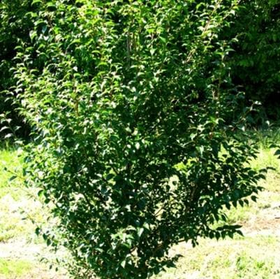American Snowbell 'Baby Blue' (Styrax Americanus 'Baby Blue') — reference photo