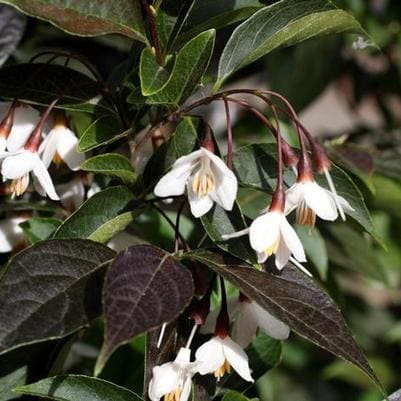 Japanese Snowbell 'Evening Light' (Styrax Japonicus 'Evening Light') — reference photo