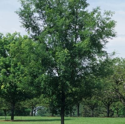 Winged Elm 'Lace Parasol' (Ulmus Alata 'Lace Parasol') — reference photo