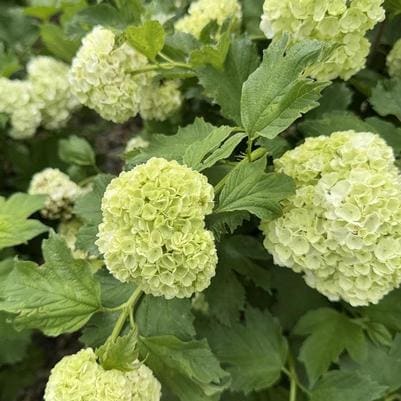 Walter's Viburnum 'Raulston' (Viburnum Obovatum 'Raulston's Hardy') — reference photo