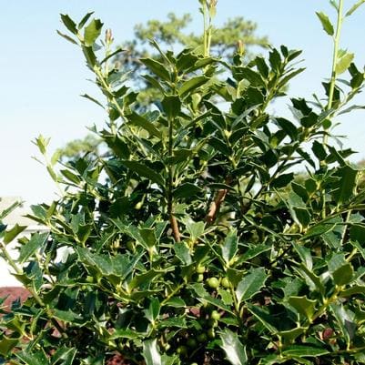 Holly Hybrid 'Oakland™' (Ilex × 'Oakland™') — reference photo