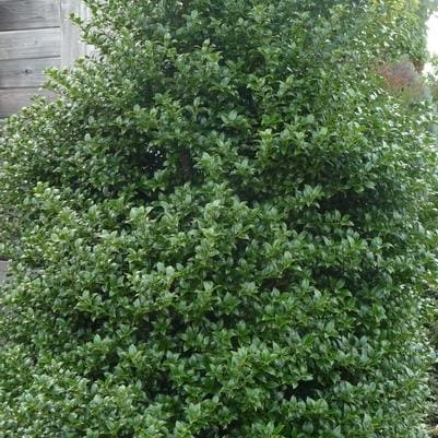 Holly Hybrid 'Whoa Nellie' (Ilex × 'Whoa Nellie') — reference photo