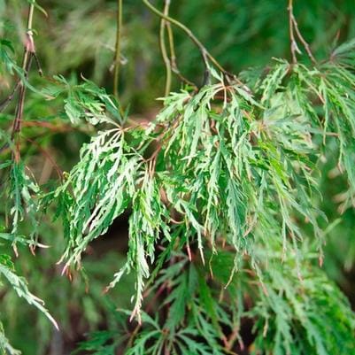 Laceleaf Japanese Maple 'Seiryu' (Acer Palmatumz Var. Dissectum 'Seiryu') — reference photo