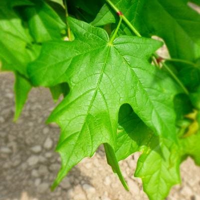 Sugar Maple 'Legacy' (Acer Saccharum 'Legacy') — reference photo