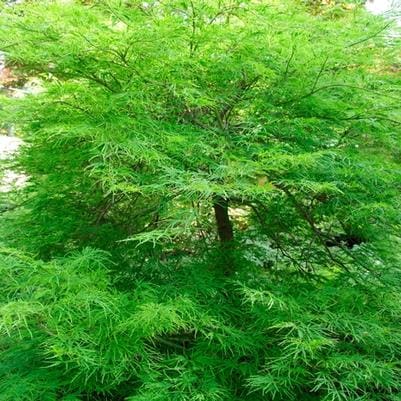 Laceleaf Japanese Maple 'Viridis' (Acer Palmatumz Var. Dissectum 'Viridis') — reference photo