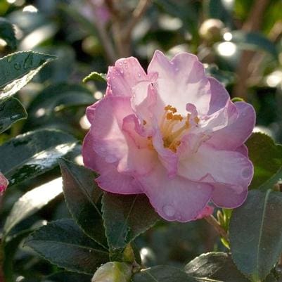 Sasanqua Camellia 'Moon Shadow' (Camellia Sasanqua 'Moon Shadow') — reference photo