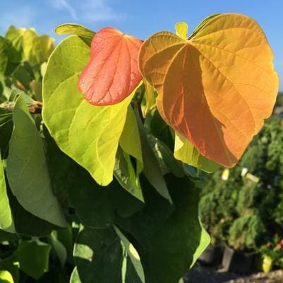 Eastern Redbud 'Sparkling Wine™' (Cercis Canadensis 'Sparkling Wine™') — reference photo