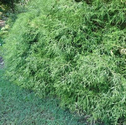 Hinoki Cypress 'Verdoni' (Chamaecyparis Obtusa 'Verdoni') — reference photo