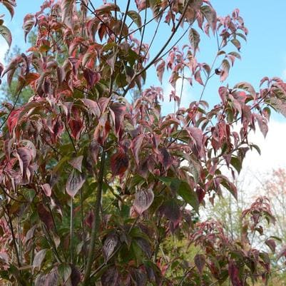 Hybrid Dogwood 'Celestial Shadow' (Cornus × 'Celestial Shadow') — reference photo