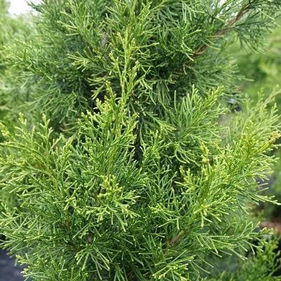 Flaky Juniper 'Blue Star' (Juniperus Squamata 'Blue Star') — reference photo