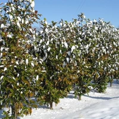 Southern Magnolia 'Bracken' (Magnolia Grandiflora 'Bracken's Brown Beauty') — reference photo