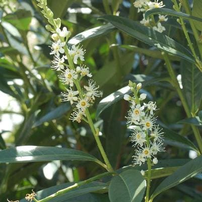 Cherry Plum 'Krauter Vesuvius' (Prunus Cerasifera 'Krauter Vesuvius') — reference photo
