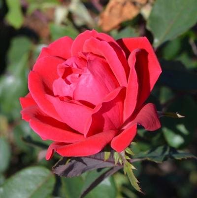 Rose 'Popcorn Drift®' (Rosa 'Popcorn Drift®') — reference photo