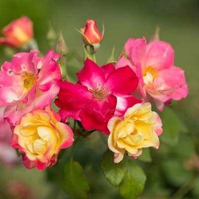 Rose 'Red Drift®' (Rosa 'Red Drift®' Winter) — reference photo