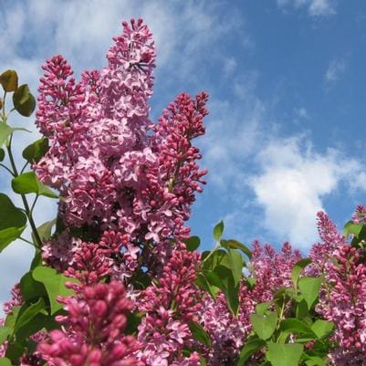 Snowbell 'RNI-RIXRED' (Styrax Japonicus Styrax 'RNI-RIXRED'/Proven Winners Color Choice 'Starway To Heaven') — reference photo