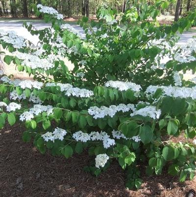 European Cranberrybush 'Roseum' (Viburnum Opulus 'Roseum') — reference photo