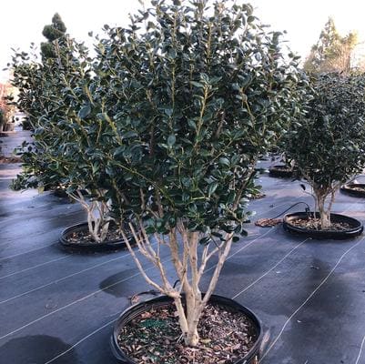 Panicle Hydrangea 'Vanilla Strawberry™' (Hydrangea Paniculata 'Vanilla Strawberry™'pruned; 28-32"; Full) — reference photo