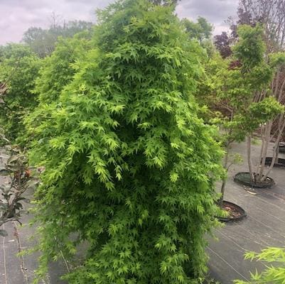 Japanese Maple (Acer Palmatum 'Rhode Island Red) — reference photo
