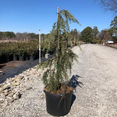 Deodar Cedar 'Feelin' (Cedrus Deodara 'Feelin' Blue') — reference photo