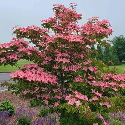 Kousa Dogwood 'Satomi' (Cornus Kousa 'Satomi') — reference photo