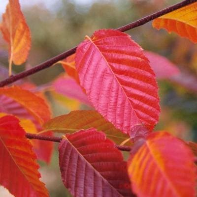 European Hornbeam 'Fastigiata' (Carpinus Betulus 'Fastigiata') — reference photo