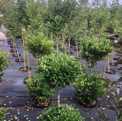 Japanese Privet 'Recurvifolium' (Ligustrum Japonicum 'Recurvifolium') — reference photo
