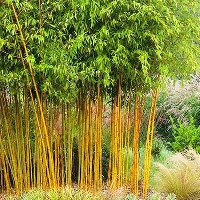 Golden Bamboo 'Golden Bamboo' (Phyllostachys Aurea 'Golden Bamboo') — reference photo