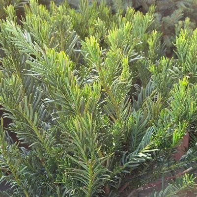 Japanese Plum Yew 'Duke Gardens' (Cephalotaxus Harringtonia 'Duke Gardens') — reference photo