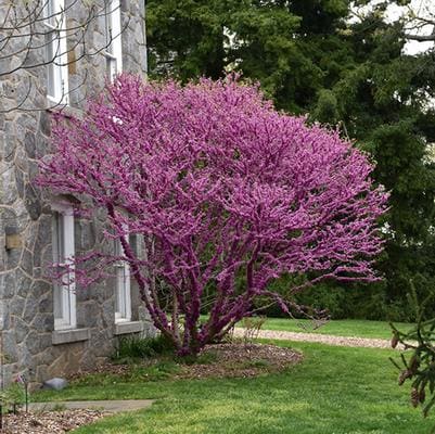 Chinese Redbud 'Don Egolf' (Cercis Chinensis 'Don Egolf') — reference photo
