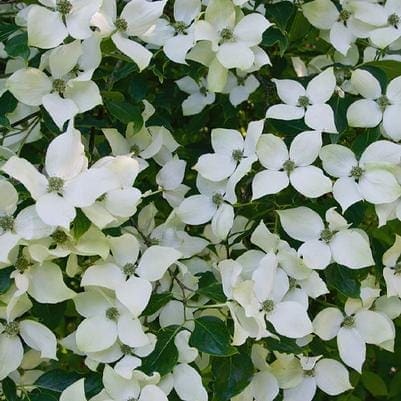 Kousa Dogwood 'Greensleeves' (Cornus Kousa 'Greensleeves') — reference photo