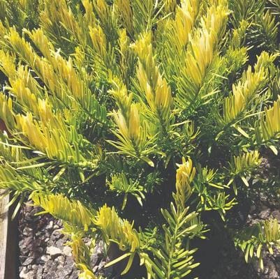 Japanese Plum Yew 'Fritz Huber' (Cephalotaxus Harringtonia 'Fritz Huber') — reference photo