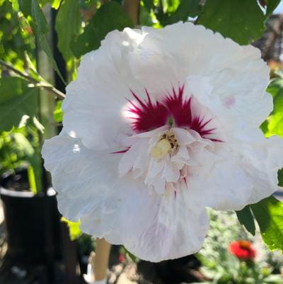 Rose of Sharon 'Azurri Blue Satin®' (Hibiscus Syriacus 'Azurri Blue Satin®') — reference photo
