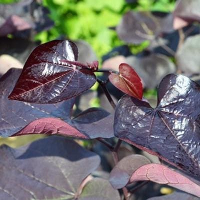 Eastern Redbud 'Alley Cat' (Cercis Canadensis 'Alley Cat') — reference photo