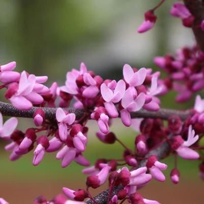 Eastern Redbud 'Lavender Twist®' (Cercis Canadensis 'Lavender Twist®') — reference photo
