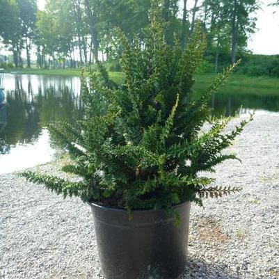 Hinoki Cypress 'Crippsii' (Chamaecyparis Obtusa 'Crippsii') — reference photo