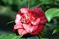 Japanese Camellia 'April Tryst' (Camellia Japonica 'April Tryst') — reference photo