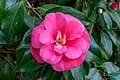 Jordan's Pride Red Spring Blooming Camellia (Camellia japonica 'Benibotan') — reference photo
