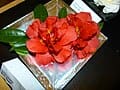 Bob Hope Spring Blooming Camellia (Camellia japonica 'Bob hope') — reference photo