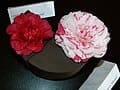 Japanese Camellia 'Professor Sargent' (Camellia Japonica 'Professor Sargent') — reference photo