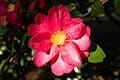 Showa-no-sake Fall Blooming Camellia (Camellia sasanqua 'Showa-no-Sake') — reference photo