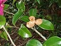 Sasanqua Camellia 'Kanjiro' (Camellia Sasanqua 'Kanjiro') — reference photo