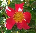 Sasanqua Camellia 'Yuletide' (Camellia Sasanqua 'Yuletide') — reference photo