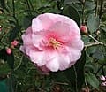 Hybrid Camellia 'Spring Festival' (Camellia × 'Spring Festival') — reference photo