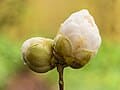 Hybrid Camellia 'Winter' (Camellia ×' Winter's Joy') — reference photo