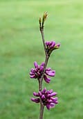 Purple Rain(TM) Redbud (Cercis canadensis 'JN104' ppaf) — reference photo