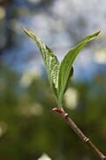 Franco's Red Dogwood (Cornus florida 'Franco's red') — reference photo