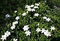 Gardenia (Gardenia jasminoides) — reference photo
