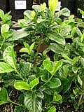 August Beauty Gardenia (Gardenia jasminoides') — reference photo